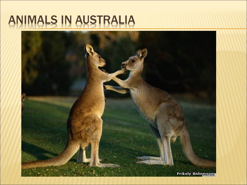 animals in Australia